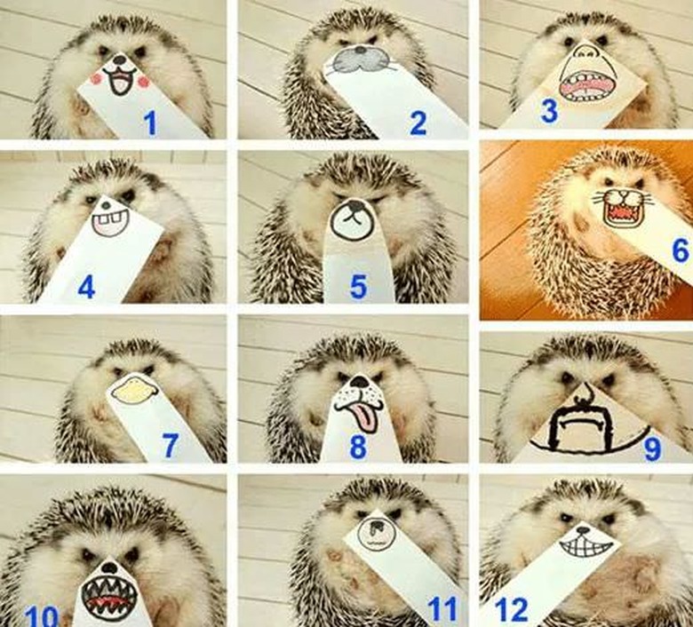 Hedgehog with drawings of different mouths held up to its face.