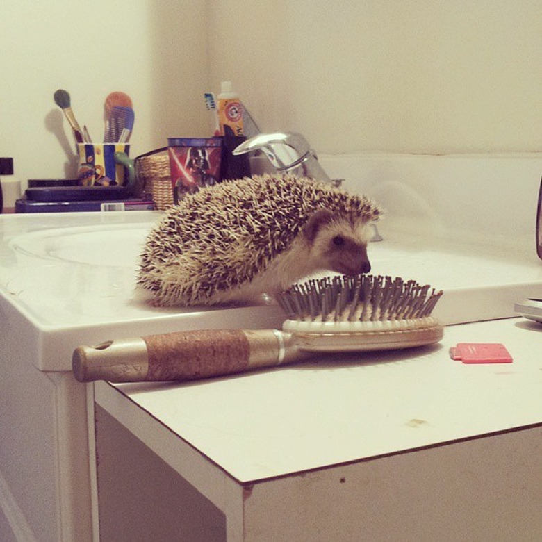 Hedgehog with a similarly-colored hairbrush.