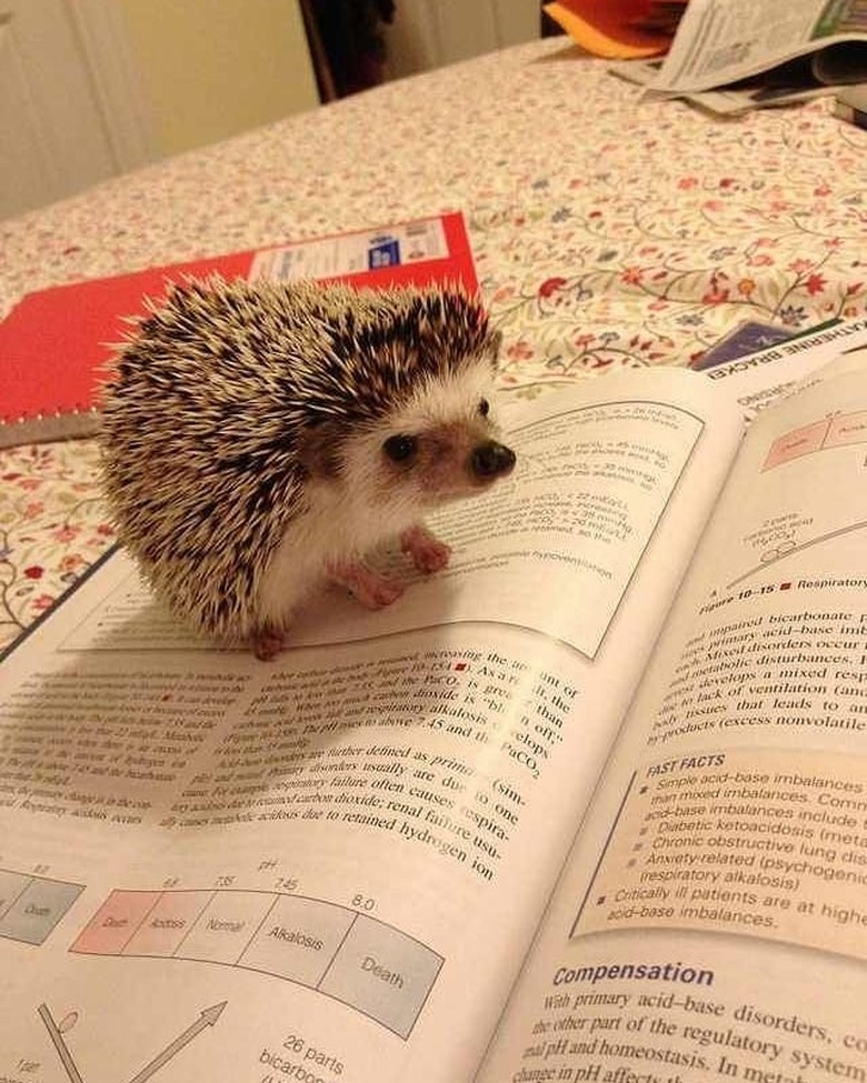 Hedgehog sitting on a textbook.