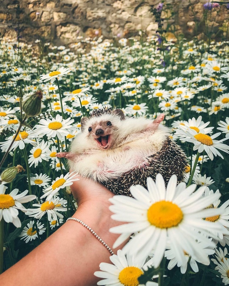 Happy-looking hedgehog in a field of daisies.