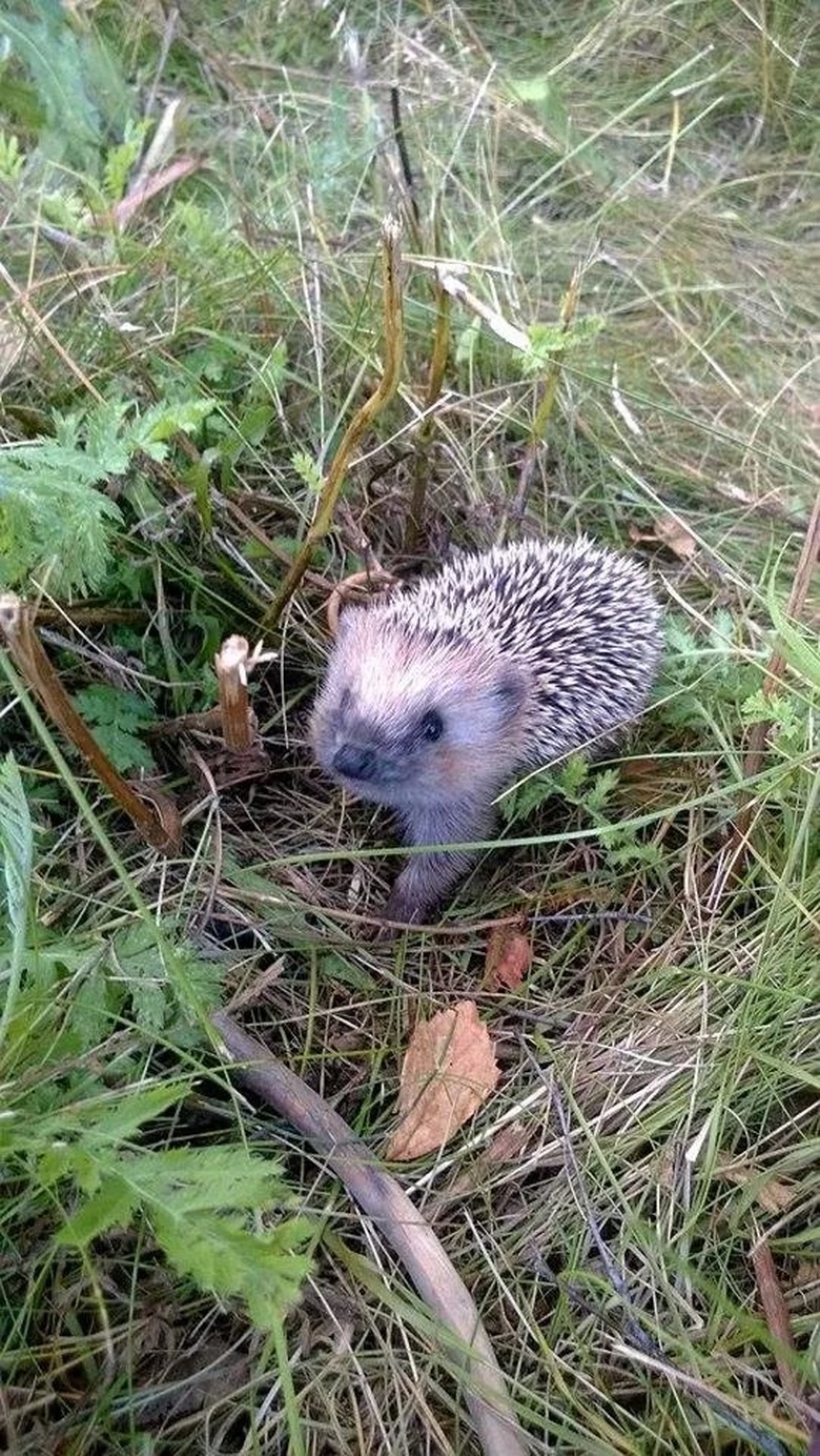 Baby hedgehog in a field.