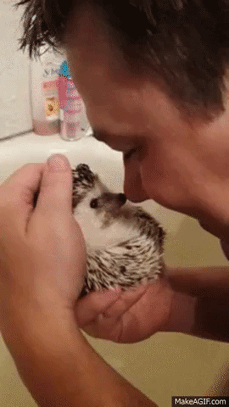 man boops hedgehog