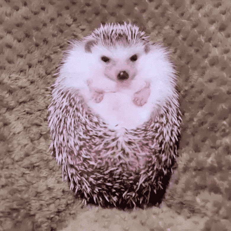 hedgehog eats snack