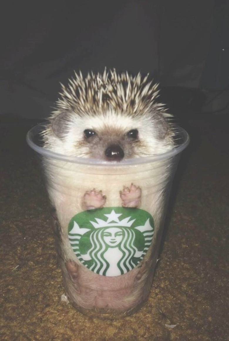 hedgehog in Starbucks cup