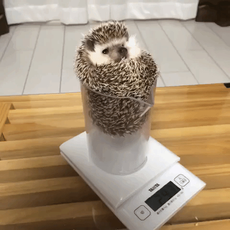 hedgehog in measuring cup on digital scale