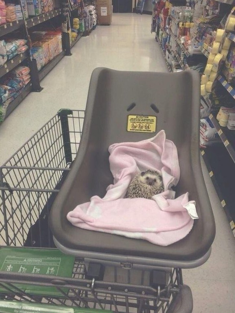 Hedgehog riding in a shopping cart.