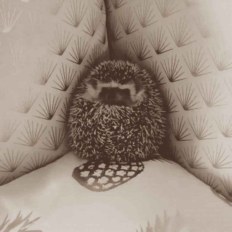 hedgehog in a corner