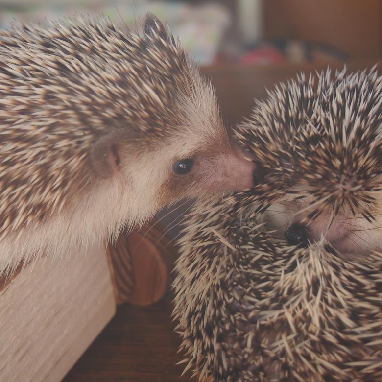 Hedgehog nuzzling another hedgehog.