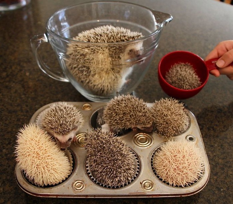 Baby hedgehogs in a muffin tin.