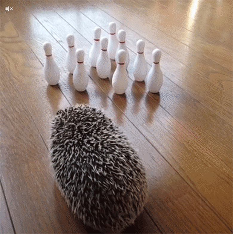 hedgehog knocks over bowling pins