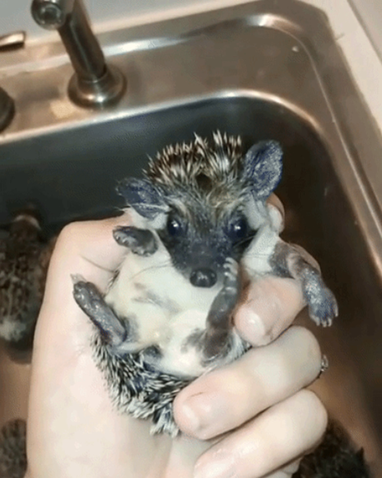 hedgehog gets bathed