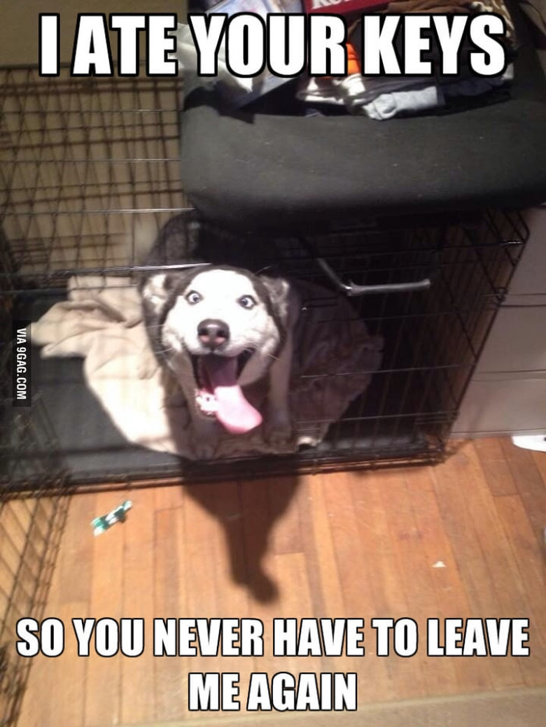 Excited Husky in dog kennel. Caption: I ate your keys so you never have to leave me again