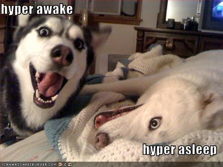 Excited Husky standing next to excited Husky lying down. Caption: hyper awake, hyper asleep