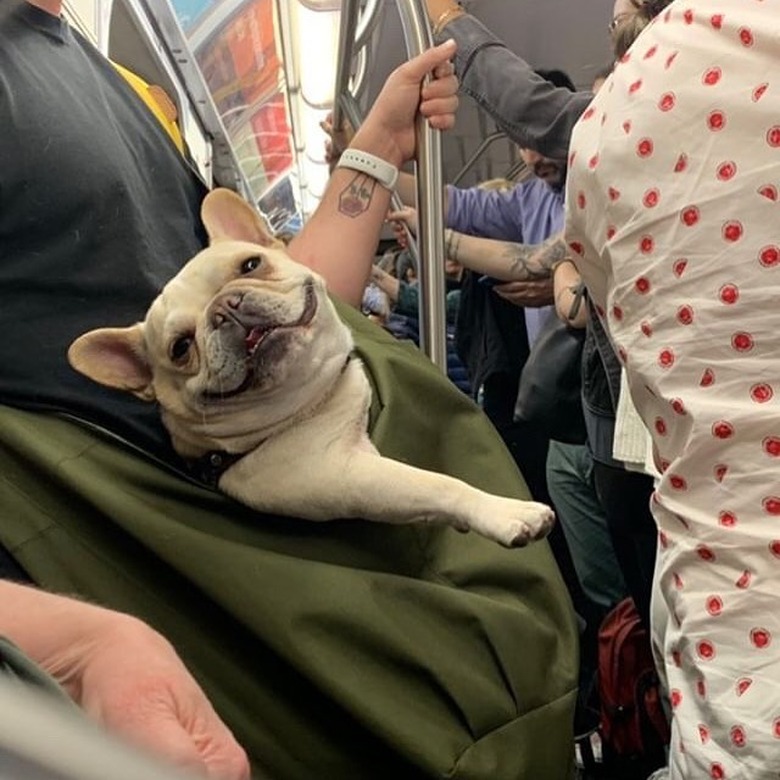 pug in bag on NYC train can't stop smiling