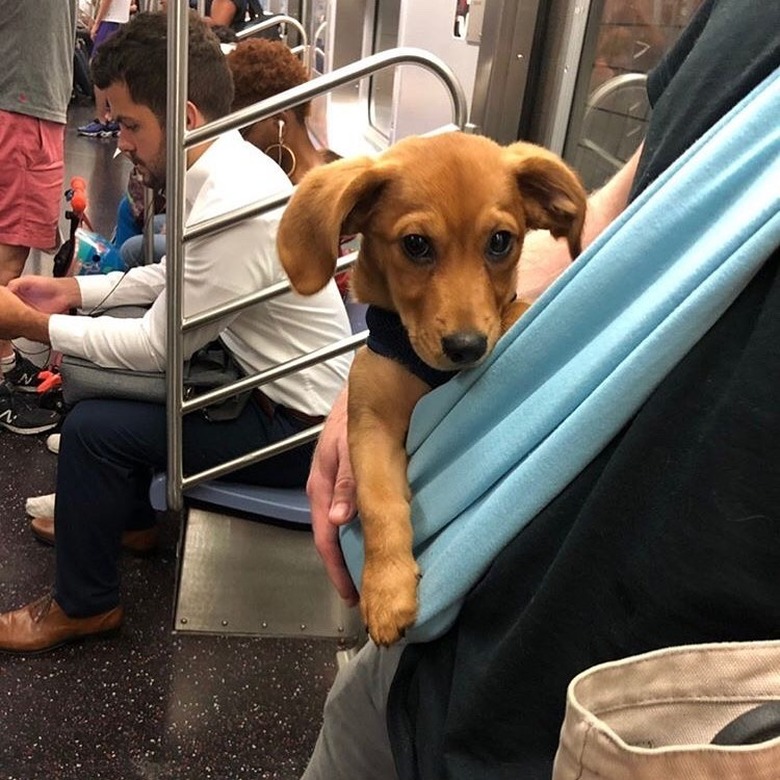 human cradles small dog in baby bjorn on NYC train