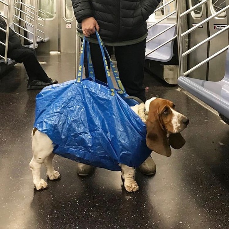 droopy dog in bag on NYC train