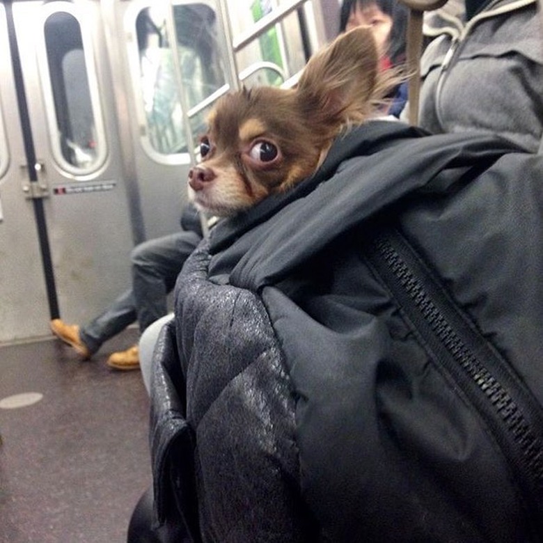 Small pup side-eyes fellow commuter on NYC train