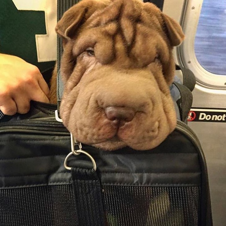 dog with big wrinkle energy in bag on NYC MTA train