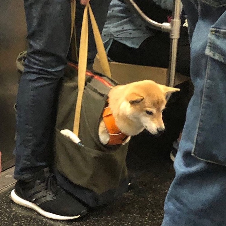 Shibe dog rides NYC train in tote bag