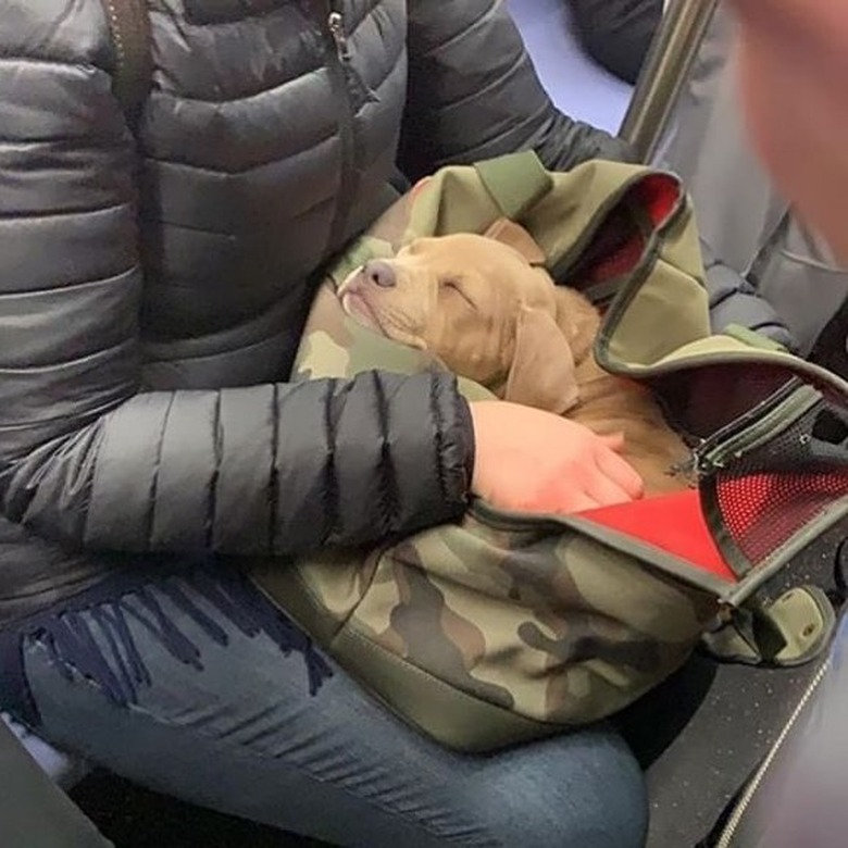 sleeping puppy on NYC train line