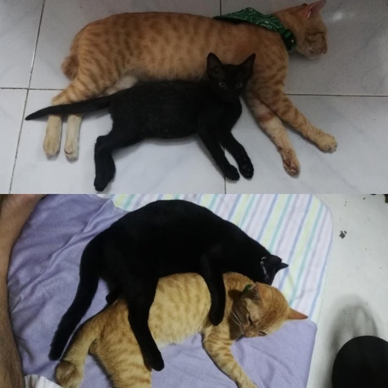 Photo of orange cat spooning black kitten on top of photo of same cats in reversed position as an adult