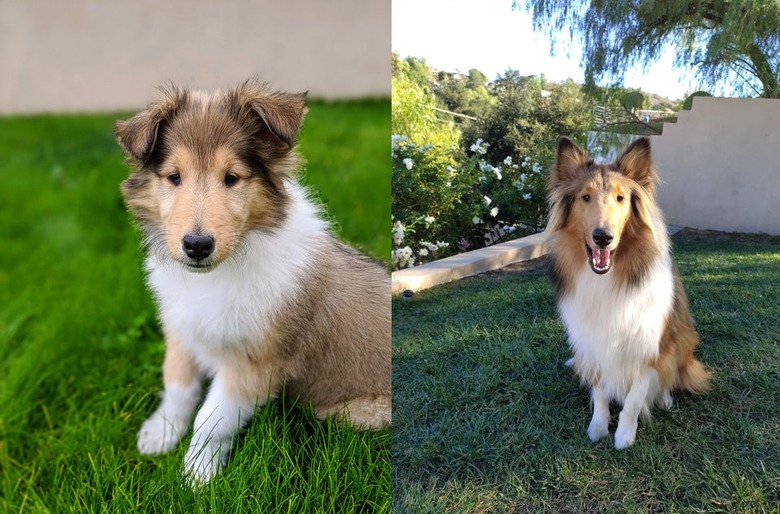 Photo of Shetland Sheepdog puppy next to photo of same dog as an adult