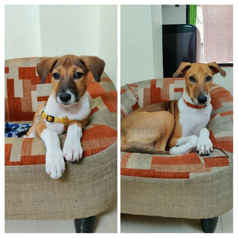 Photo of puppy next to photo of same dog as an adult