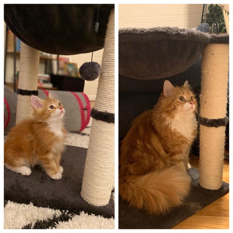 Photo of orange kitten standing by scratching post next to photo of same scratching post and cat as an adult