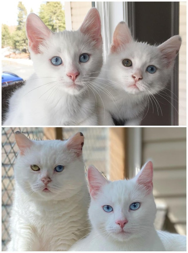 Photo of pair of white kitten on top of photo of same cats as an adult