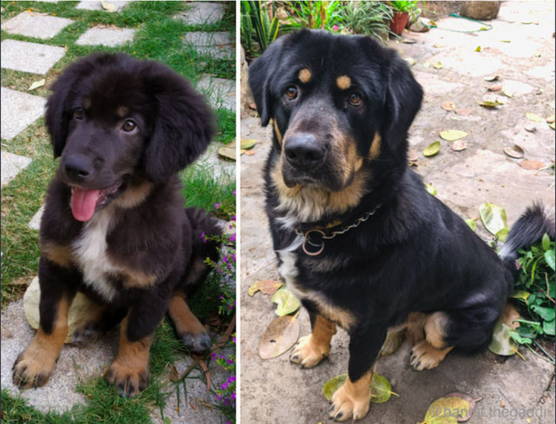 Photo of puppy next to photo of same dog as an adult