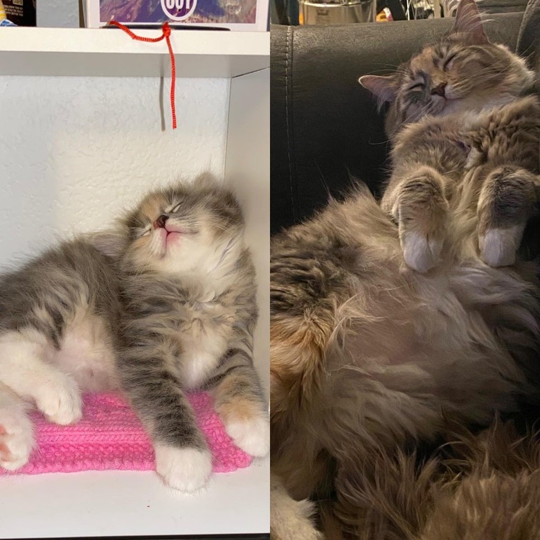 Photo of sleeping kitten next to photo of same cat sleeping as an adult