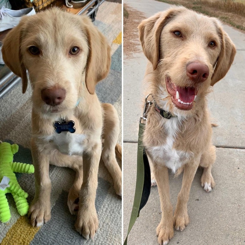 Photo of Labradoodle puppy next to photo of same dog as an adult