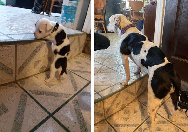 Photo of puppy struggling to climb stairs next to photo of same dog standing on stairs as an adult