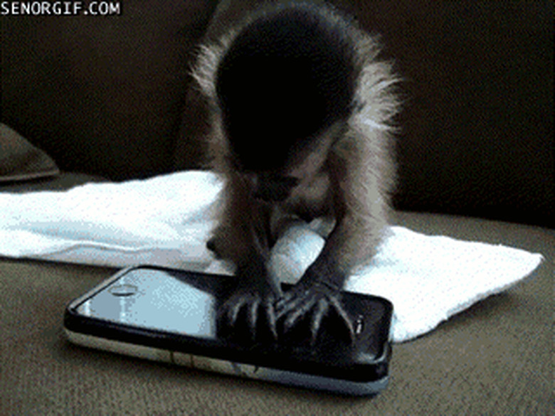 Monkey and phone