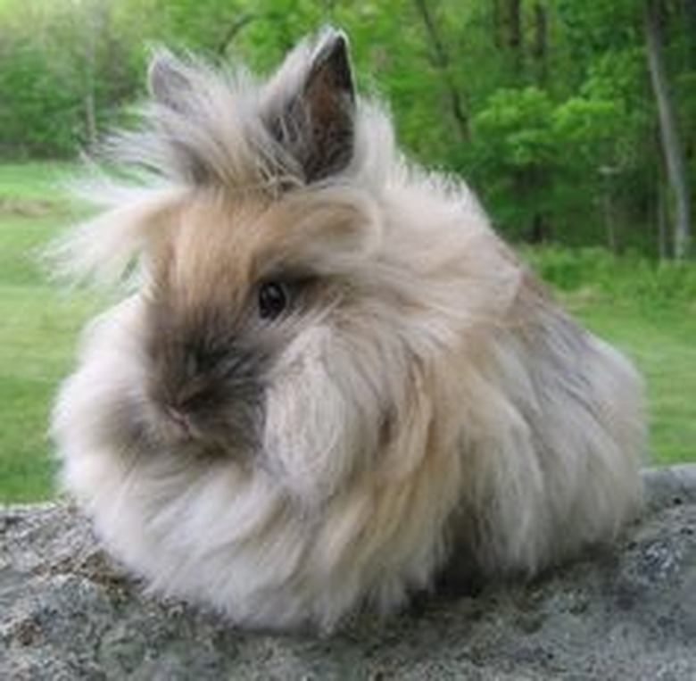 Bunny with hair