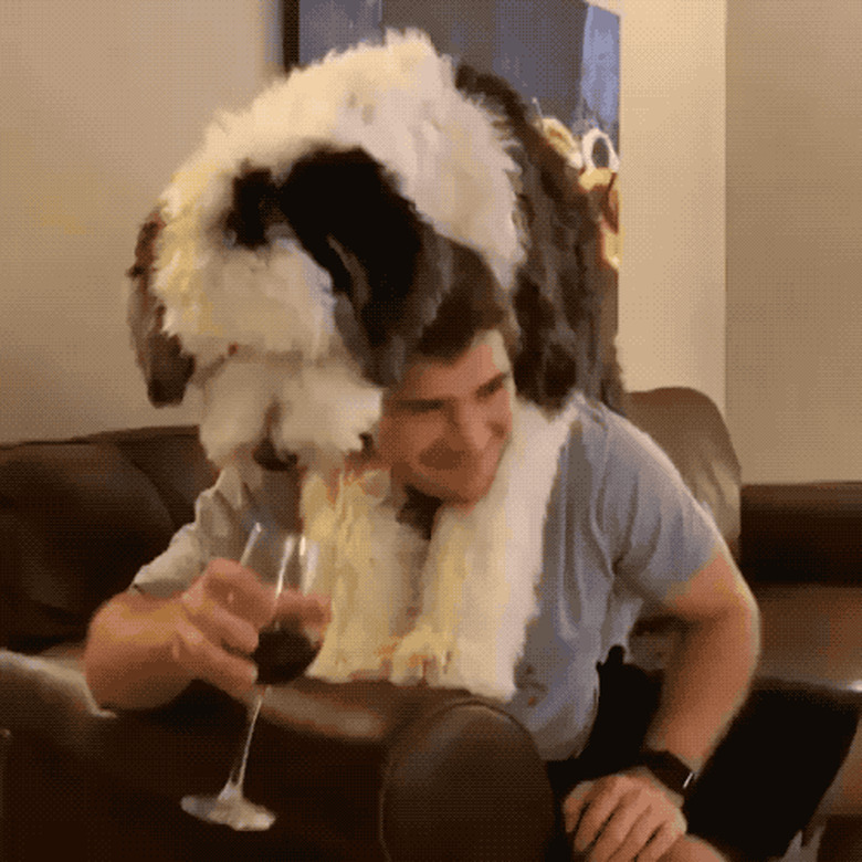 dog tries to drink man's wine