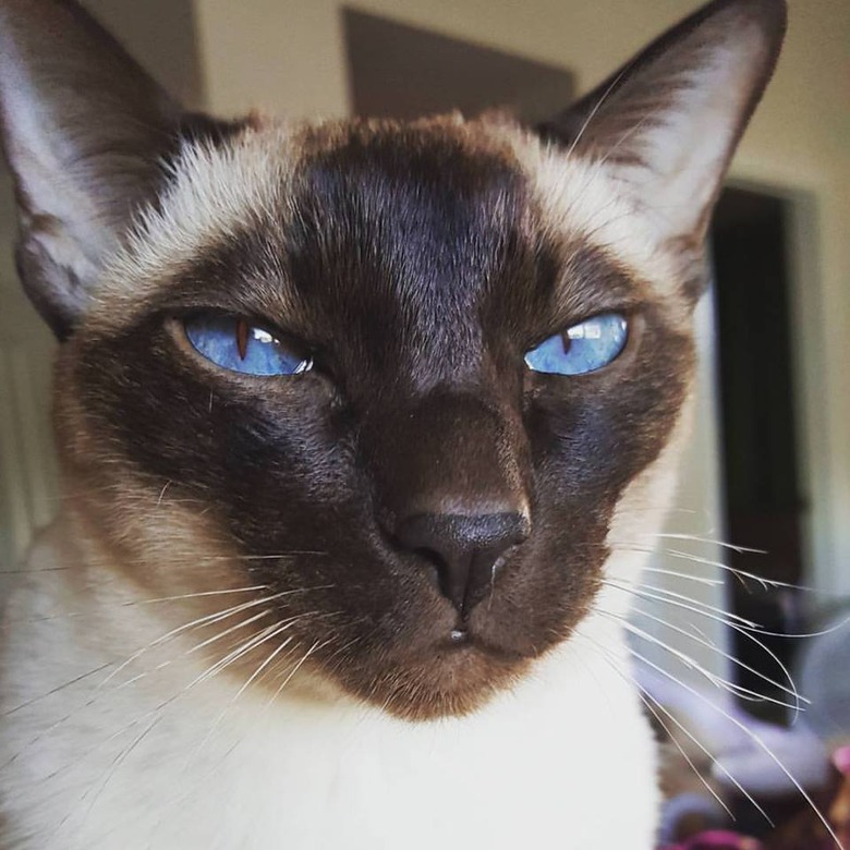 Cat with blue eyes