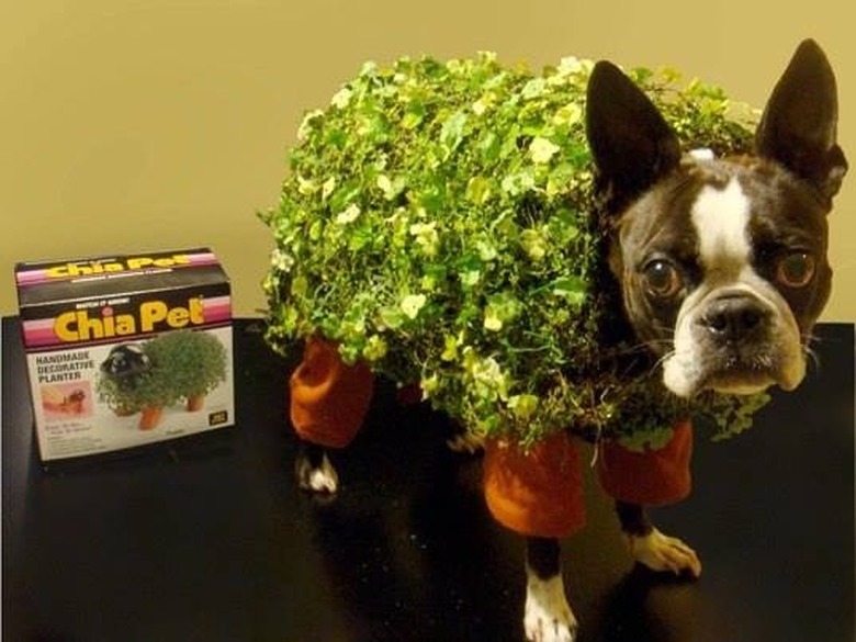 Chia pet dog