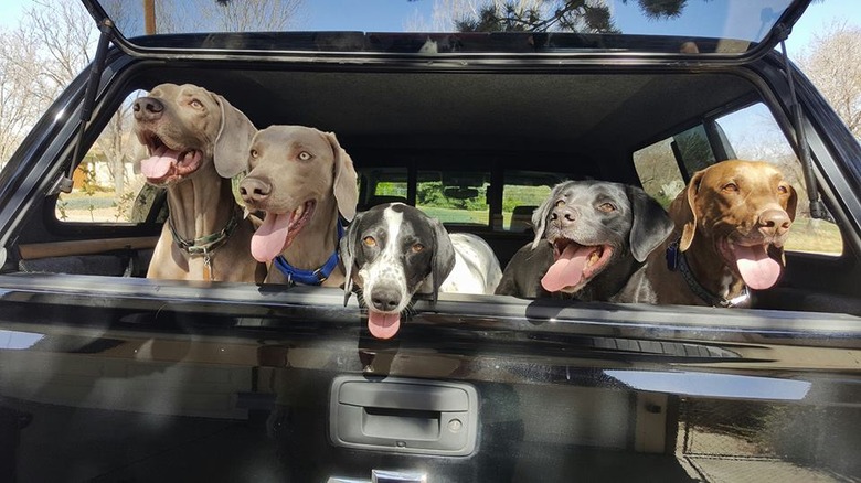 Dogs in Trunk