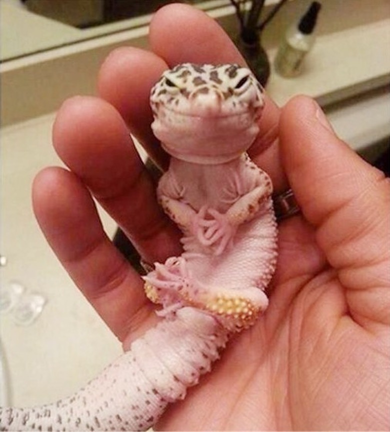 lizard looks like super villain