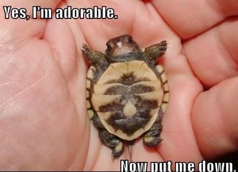 Baby turtle lays belly up on human's palm.