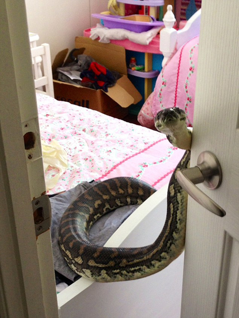 Snake opens bedroom door.