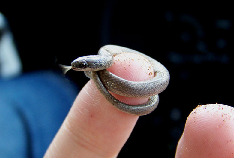 Smol Snek