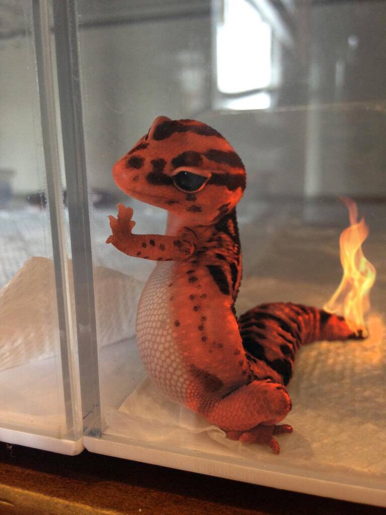 Gecko photoshopped to look like Charmander.