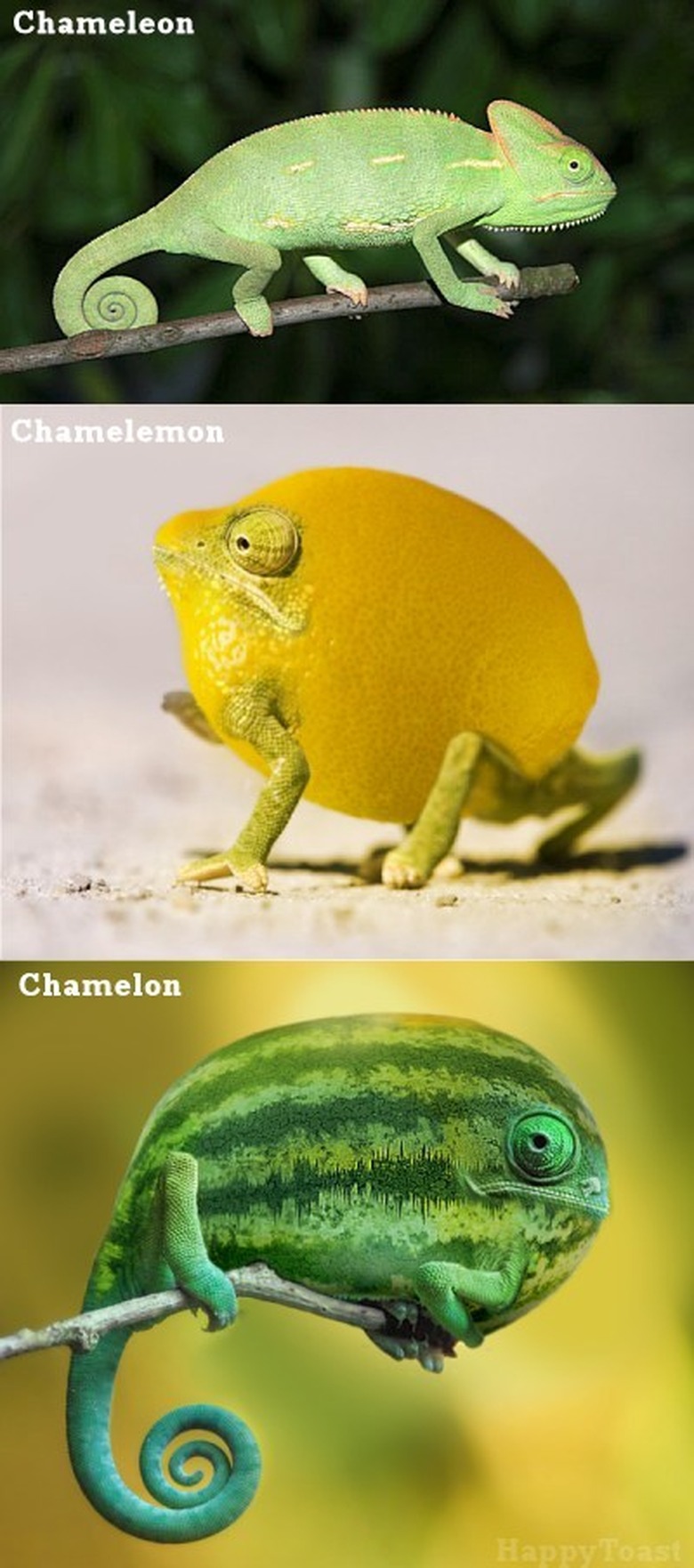 A chameleon, a chamelemon, and a chamelon.