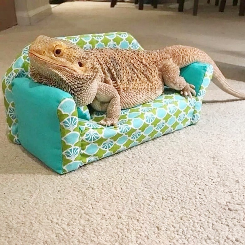 tiny bearded dragon on tiny couch