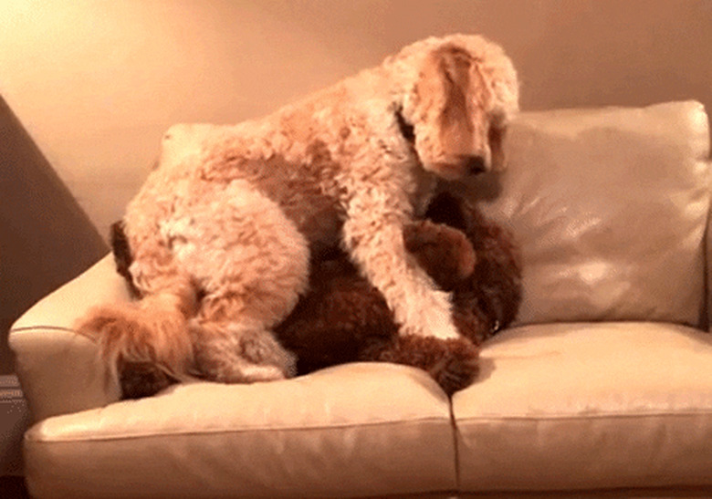 dogs cuddle on couch