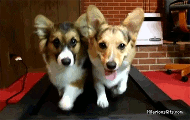 two corgis on a treadmill