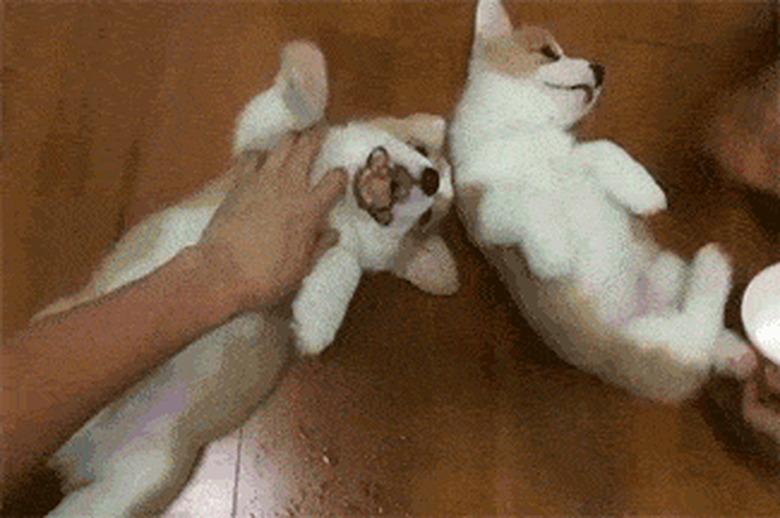 dogs getting belly rubs