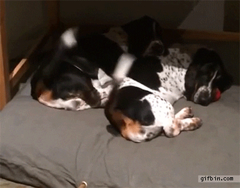 dogs wagging tails in unison